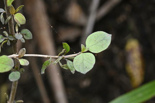 Coprosma rhamnoides