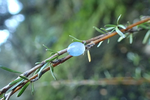 Coprosma rugosa