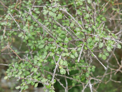 Coprosma virescens
