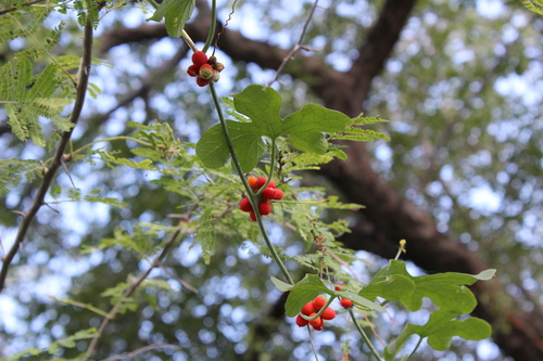 Corallocarpus bainesii