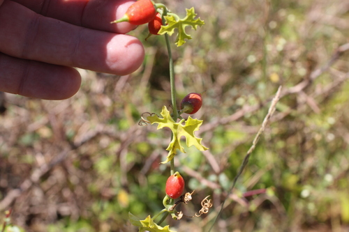 Corallocarpus epigaeus