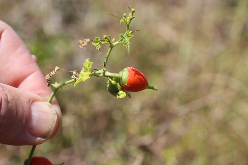Corallocarpus epigaeus