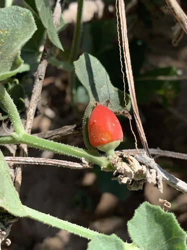 Corallocarpus triangularis