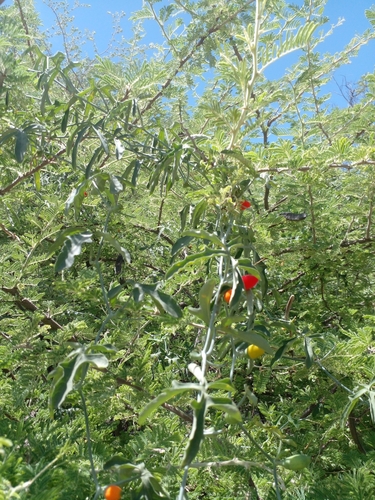 Corallocarpus welwitschii