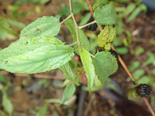 Corchorus capsularis