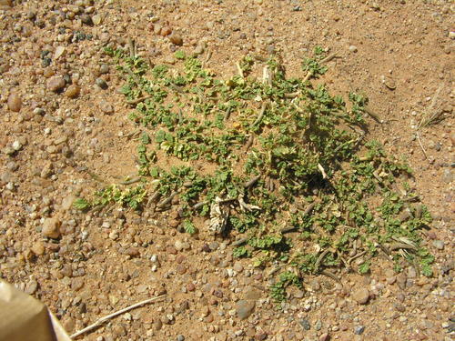 Corchorus depressus