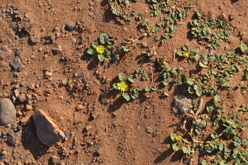 Corchorus depressus