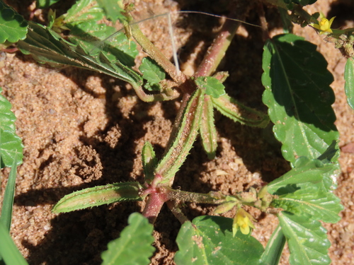 Corchorus schimperi