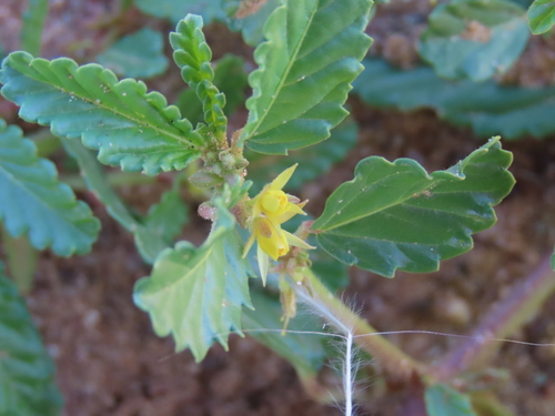 Corchorus schimperi