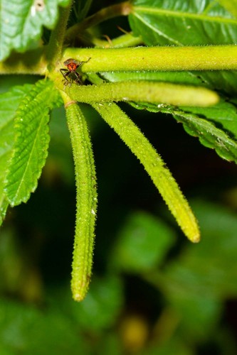 Corchorus trilocularis