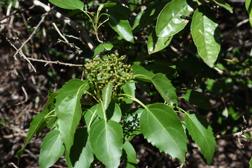 Cordia caffra