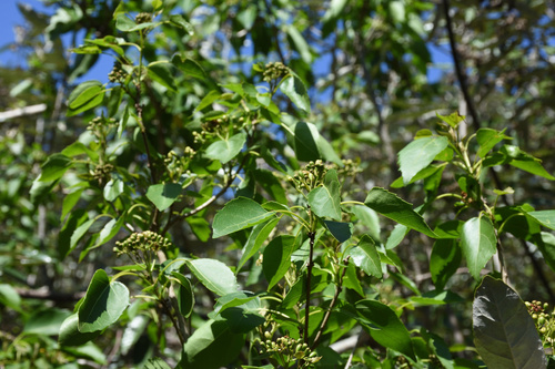 Cordia caffra
