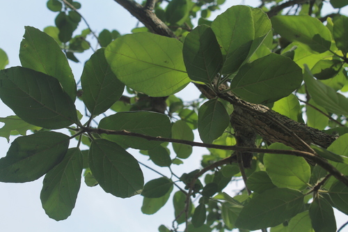 Cordia dodecandra