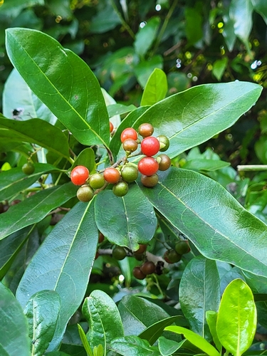 Cordia laevigata