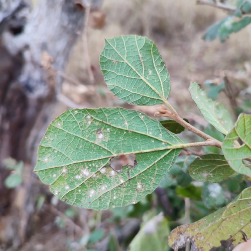 Cordia ovalis