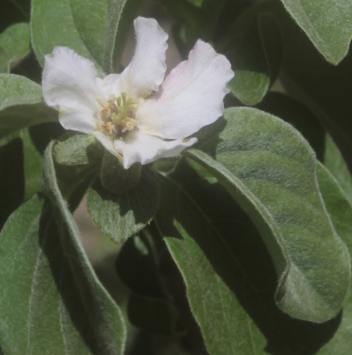 Cordia sonorae