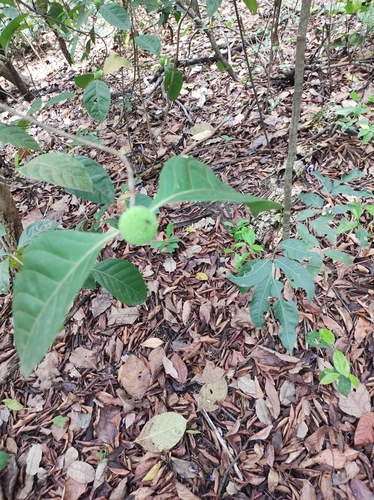 Cordiera macrophylla
