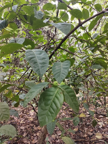 Cordiera macrophylla