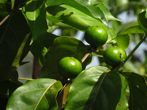 Cordiera sessilis