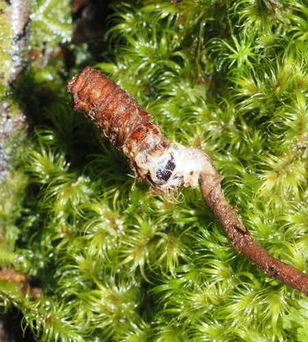 Cordyceps hauturu