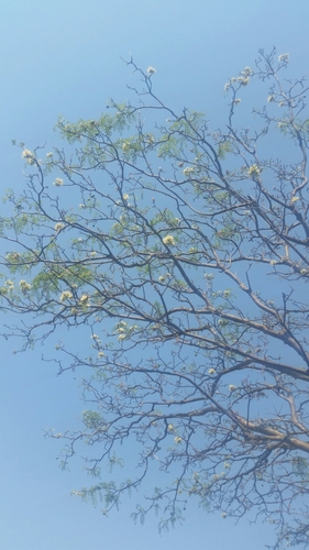 Cordyla densiflora