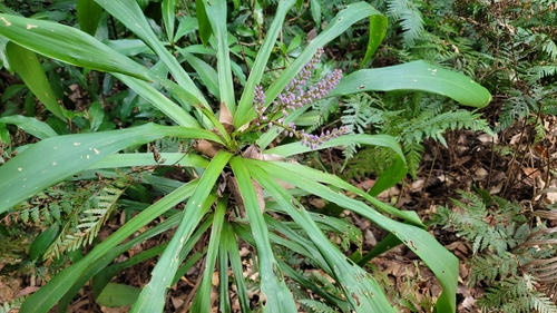 Cordyline stricta