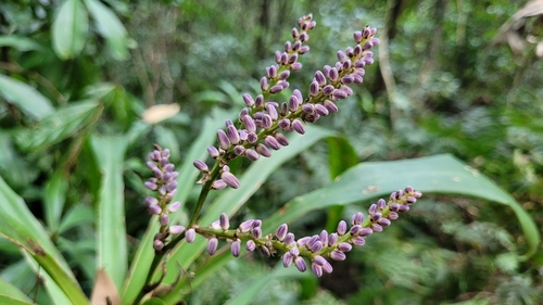 Cordyline stricta