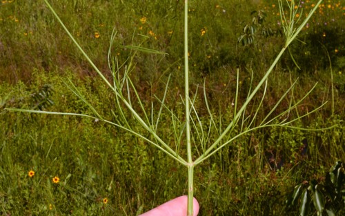 Coreopsis tinctoria