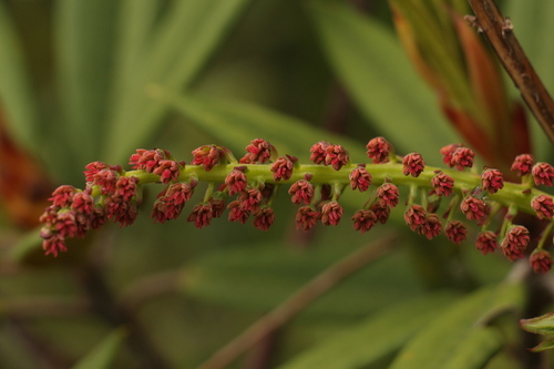 Coriaria terminalis