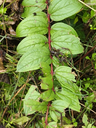 Coriaria terminalis