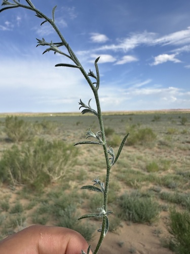 Corispermum mongolicum