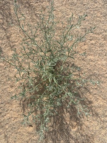Corispermum mongolicum