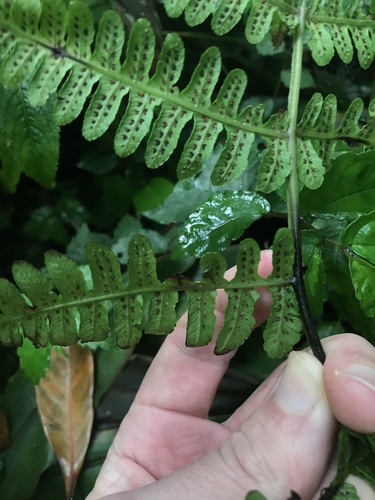 Cornopteris decurrentialata