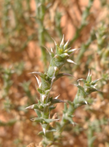 Cornulaca monacantha