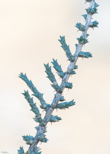 Cornulaca monacantha