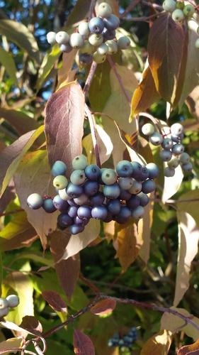 Cornus amomum