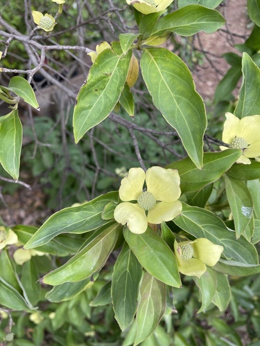 Cornus capitata