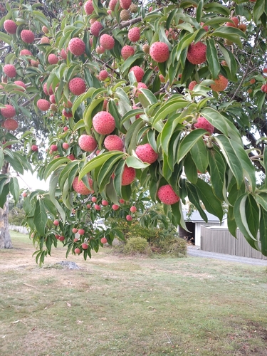 Cornus capitata