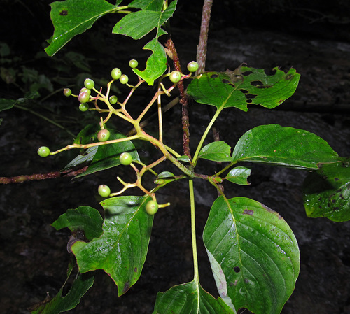 Cornus controversa