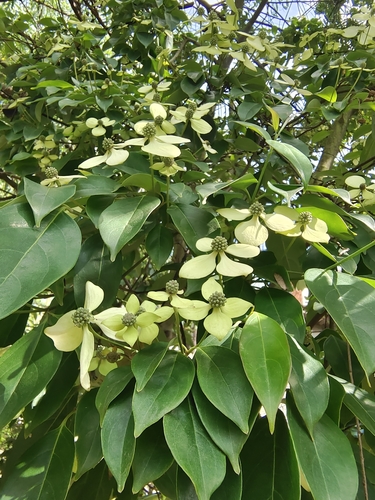 Cornus elliptica