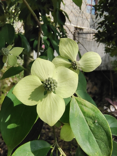 Cornus elliptica