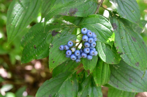 Cornus excelsa