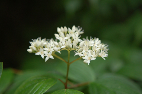 Cornus excelsa
