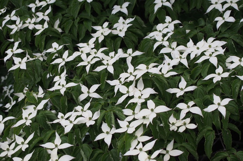 Cornus kousa