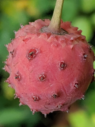 Cornus kousa