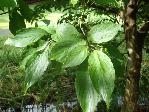 Cornus macrophylla