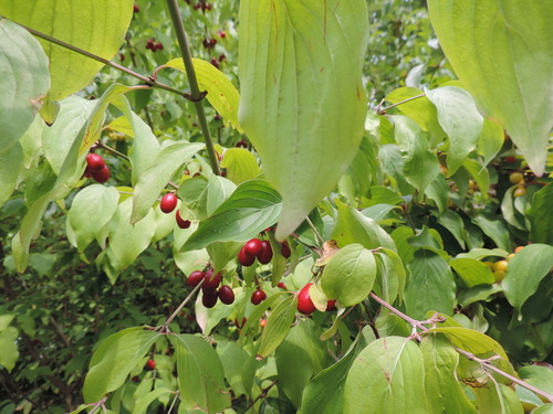 Cornus mas