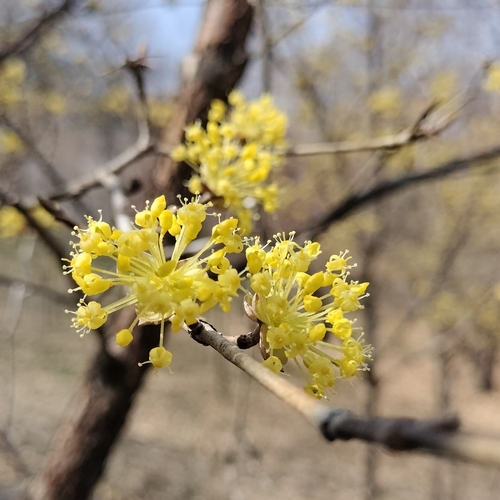 Cornus officinalis