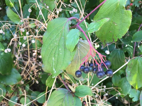 Cornus sanguinea