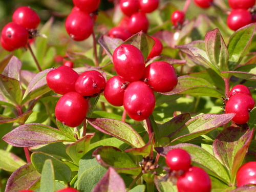 Cornus suecica